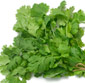 Picture of Fresh Cilantro