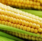 Picture of Tray Pack Corn