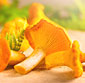 Picture of Chanterelle Mushrooms