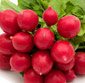 Picture of Red Radishes 
