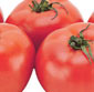 Picture of Extra Large Hot House Tomatoes