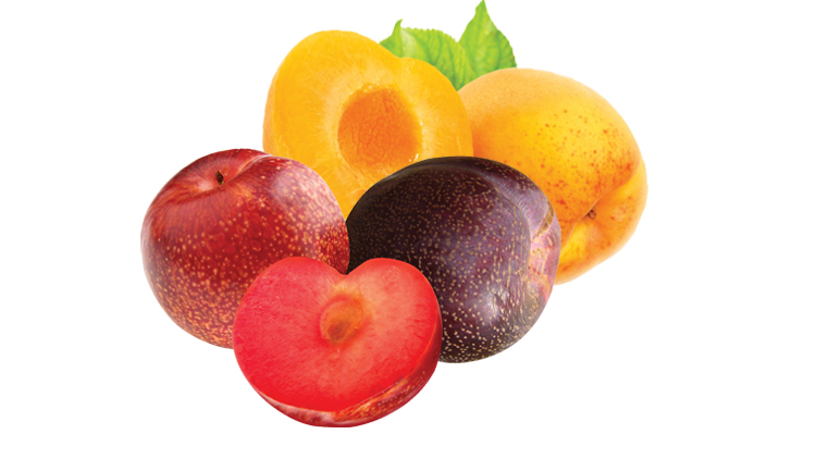 Picture of California Sweet Plumcots or Yellow Apricot Totes