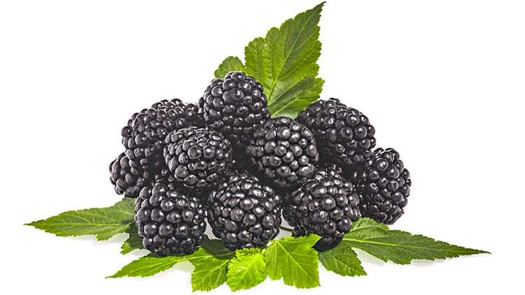 Picture of Ripe Blackberries
