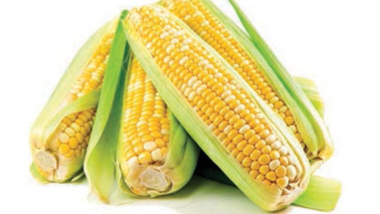Picture of Olathe Bi-Color Sweet Corn
