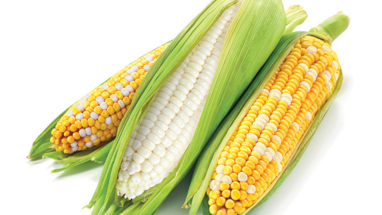 Picture of Untrimmed Corn On-the-Cob