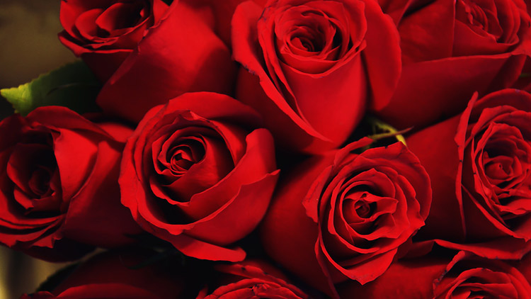 Picture of Premium Rose Bouquet