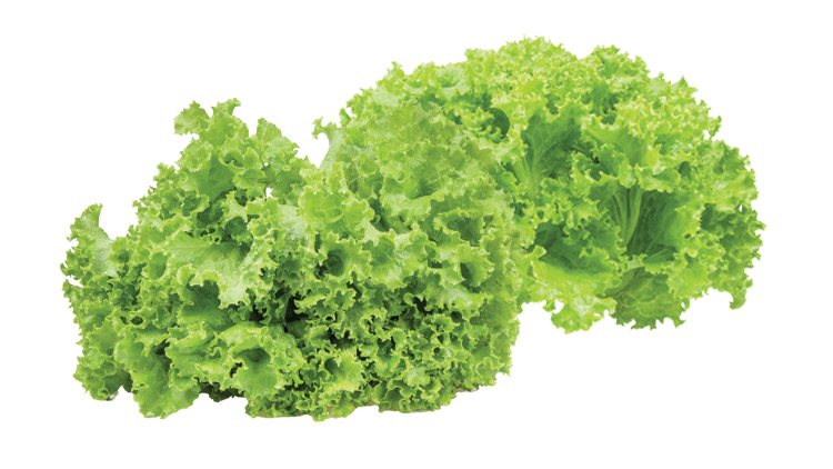 Picture of Green Leaf Lettuce