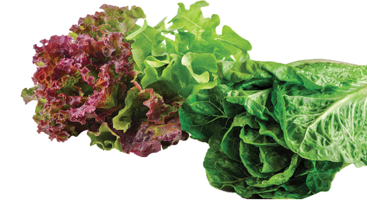 Picture of Romaine, Red or Green Leaf Lettuce