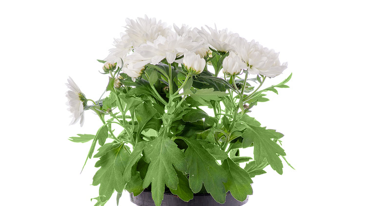 Picture of Memorial Day Mums