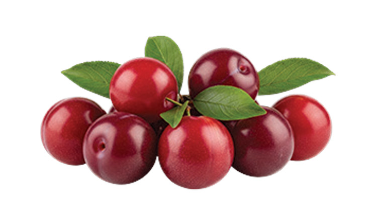 Picture of Black or Red Plums