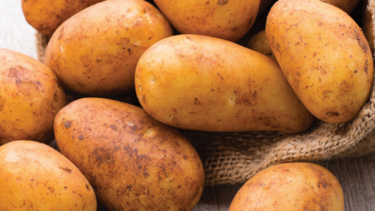 Picture of Russet Potatoes
