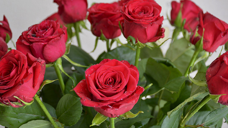 Picture of Premium Rose Vase or Mom's Vibrant Vase