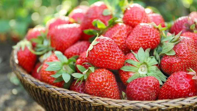 Picture of Fresh Strawberries