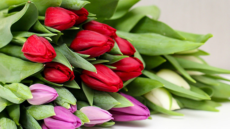 Picture of Cut Tulips