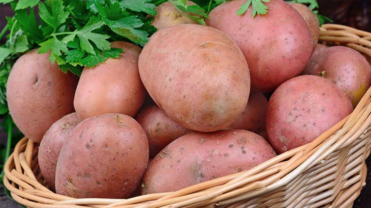 Picture of Red or Gold Potatoes